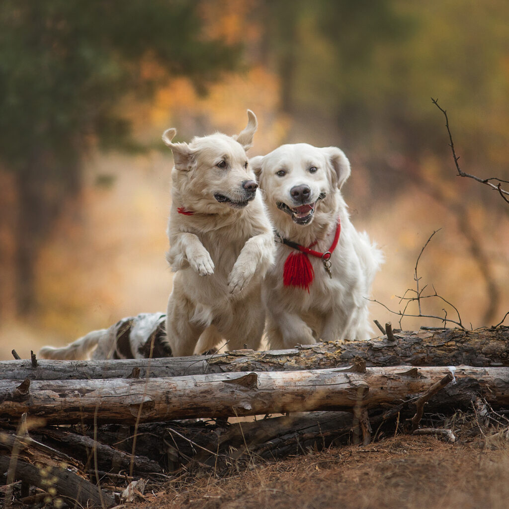 DogStyle_Mode_Schutz_Hund3