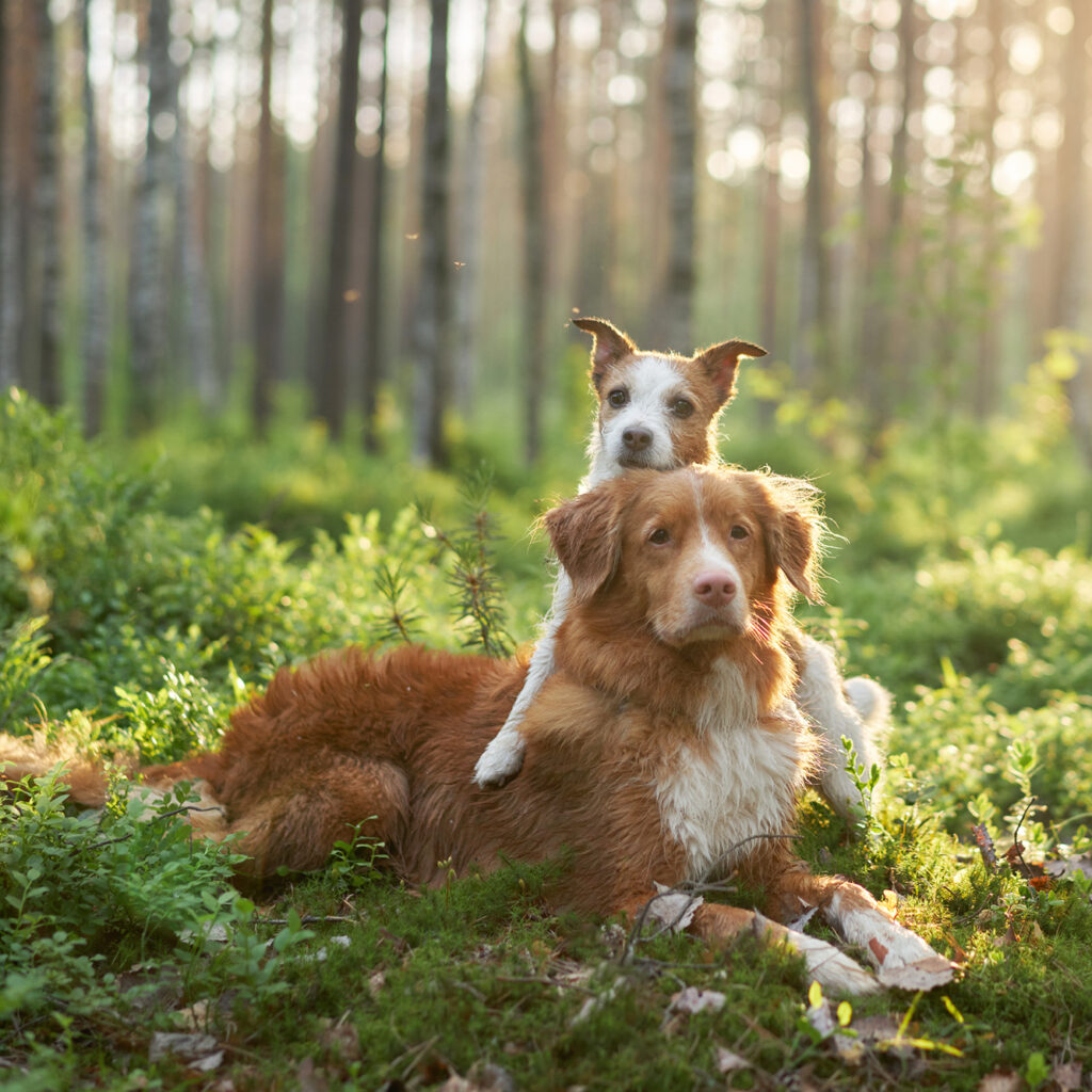 DogStyle_Mode_Schutz_Hund4