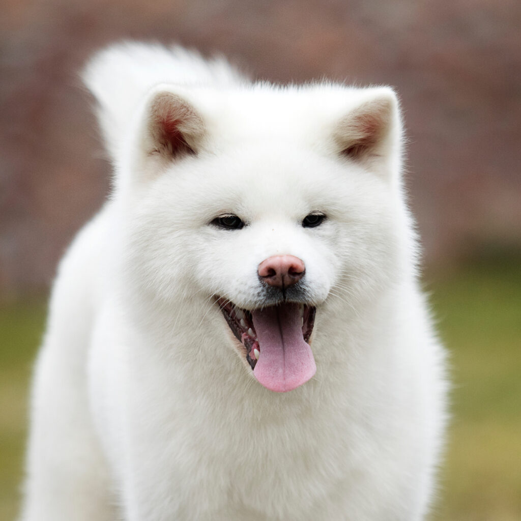 DogStyle_Mode_Schutz_Hund5