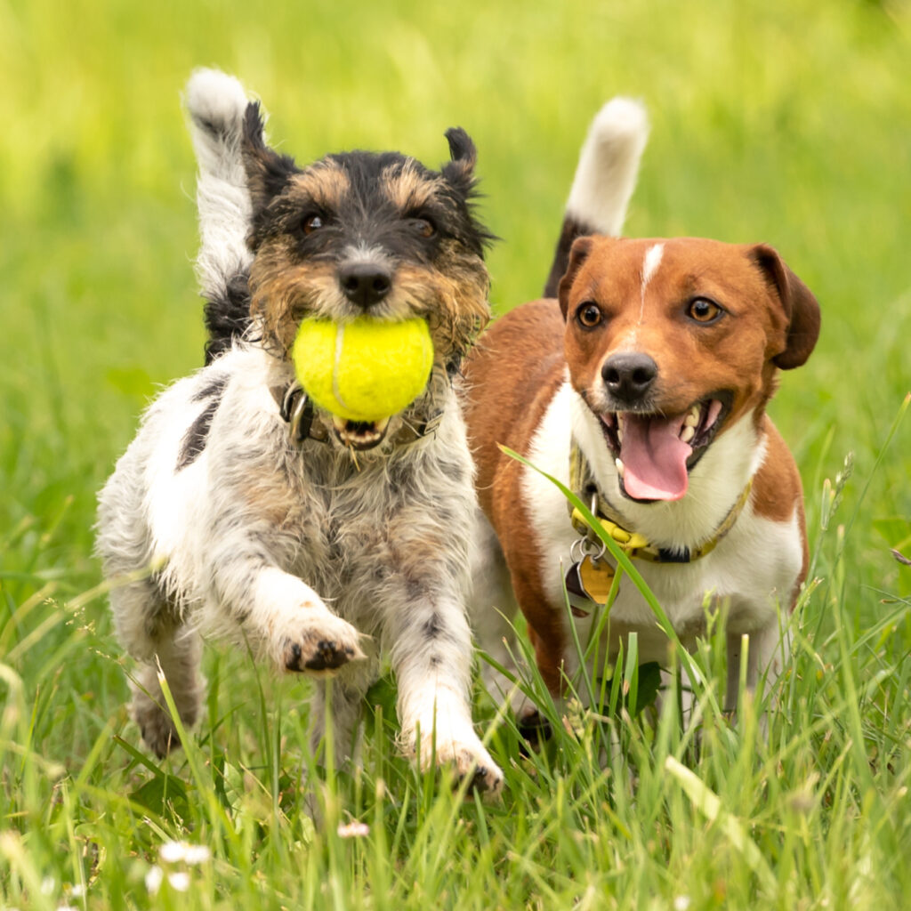 DogStyle_Mode_Schutz_Hund6